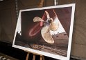 111313_Mariners_DSC8068s